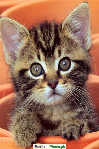 Photo Cute Cats on View Full Size   More Cute Cats And Kittens Wallpaper For Mobile